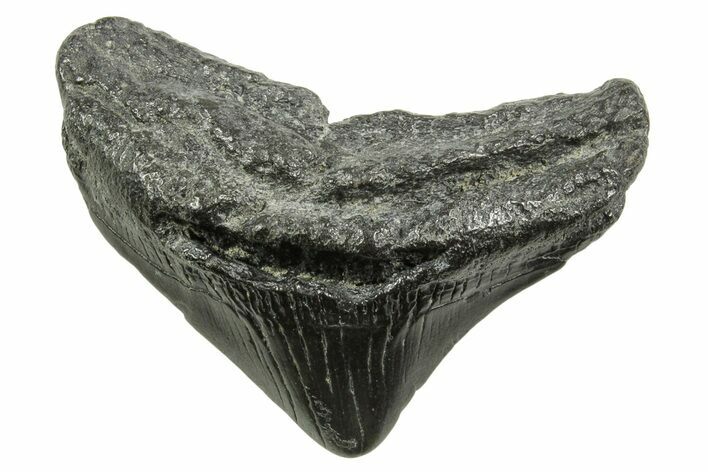 Posterior Juvenile Megalodon Tooth - South Carolina #375955